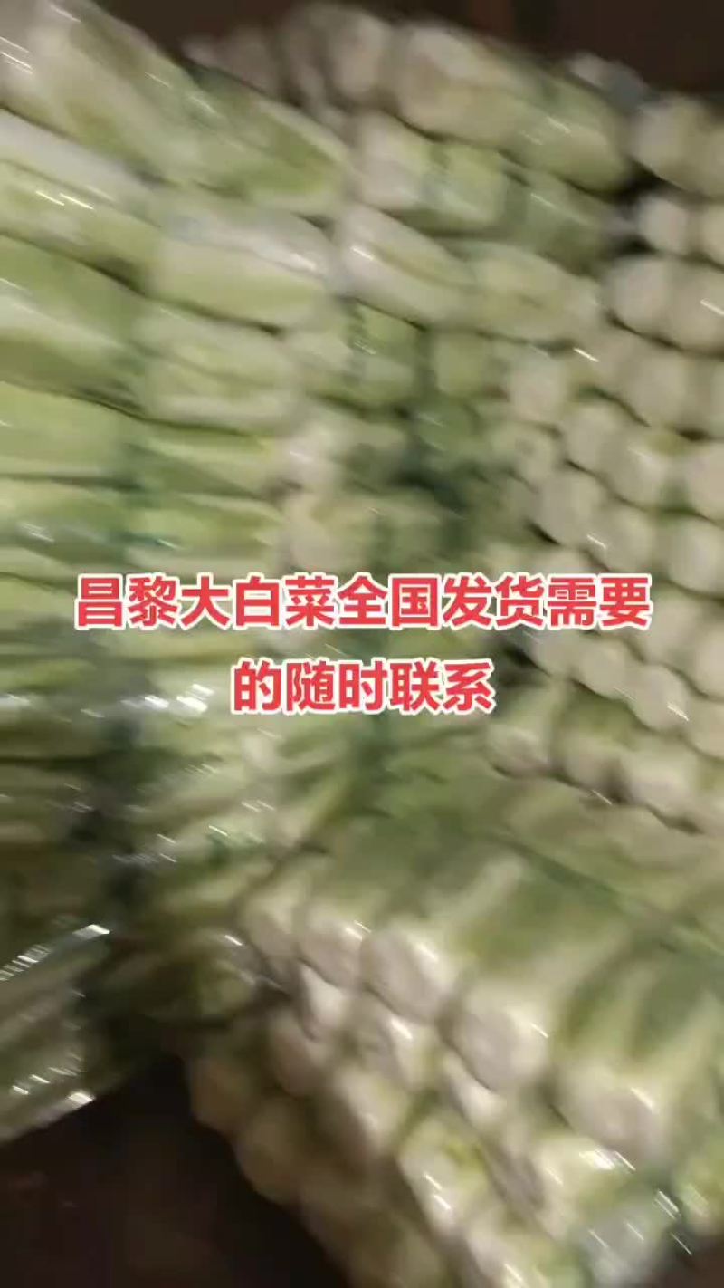 河北省昌黎县北京三号大白菜大量供应需要的老板随时联系