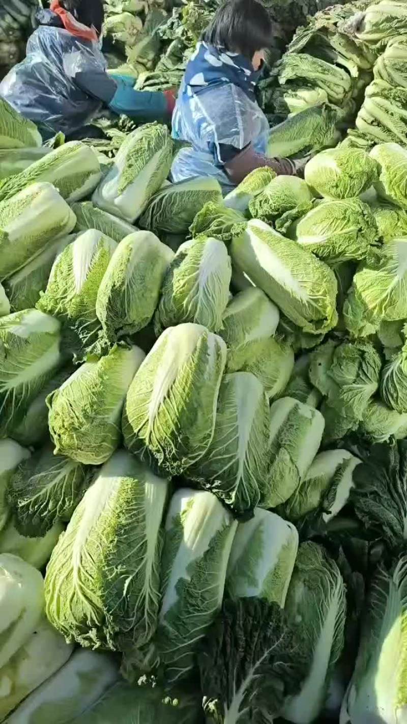 河北省昌黎县北京三号大白菜大量供应需要的老板随时联系