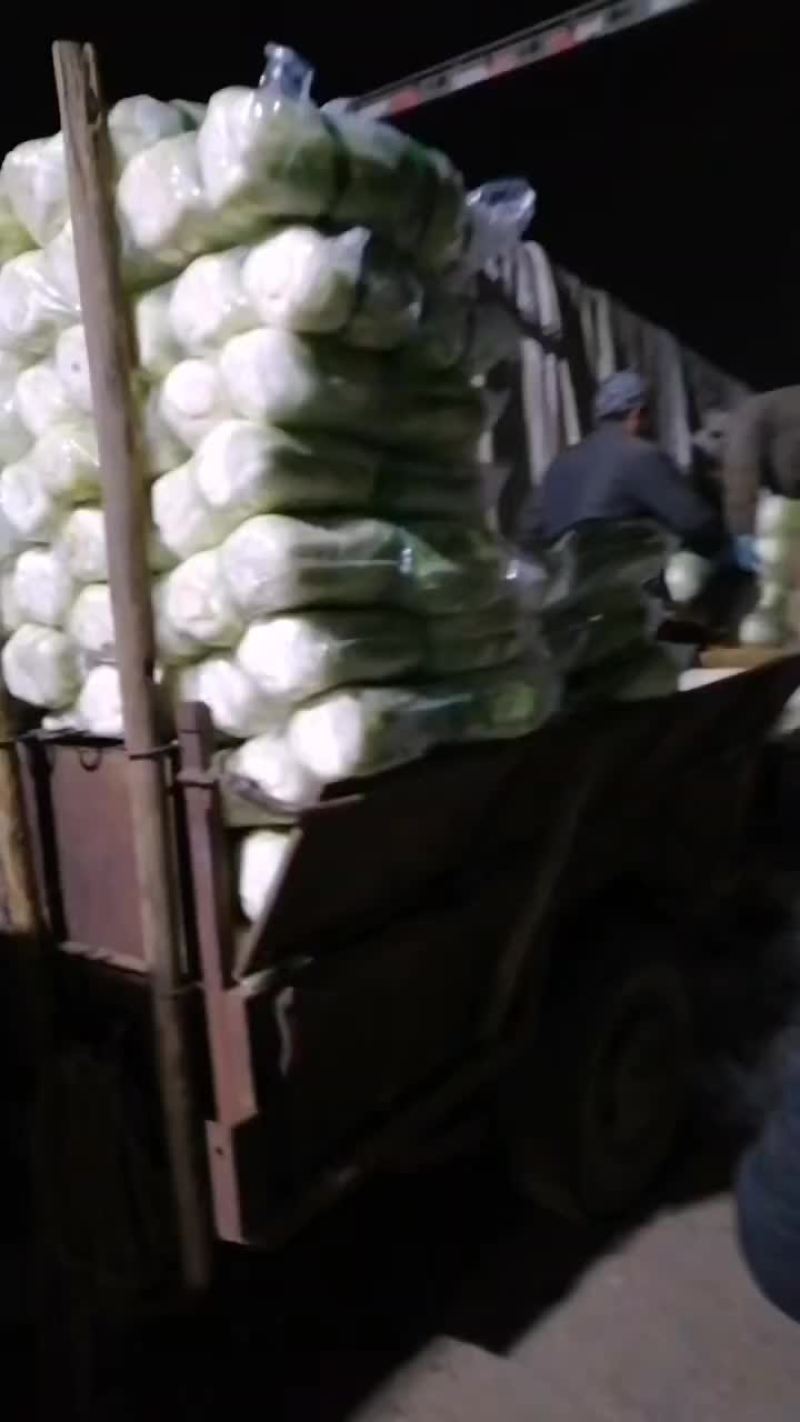 河北省昌黎县北京三号大白菜大量供应需要的老板随时联系