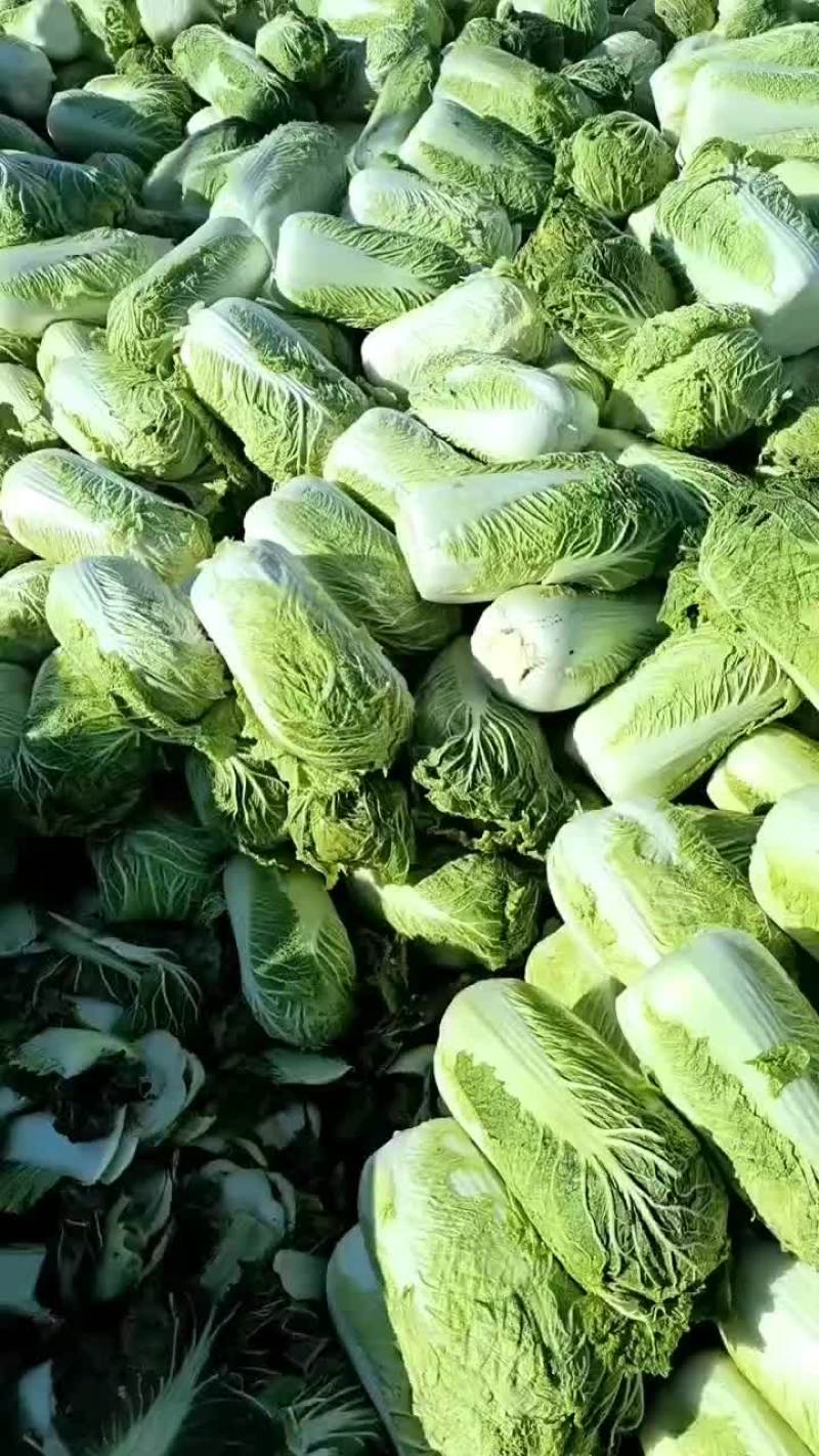 河北省昌黎县北京三号大白菜大量供应需要的老板随时联系