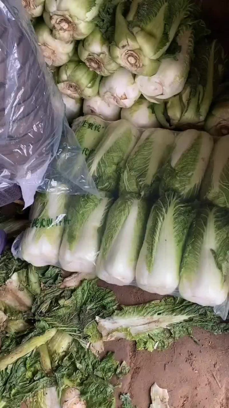 河北省昌黎县北京三号大白菜大量供应需要的老板随时联系