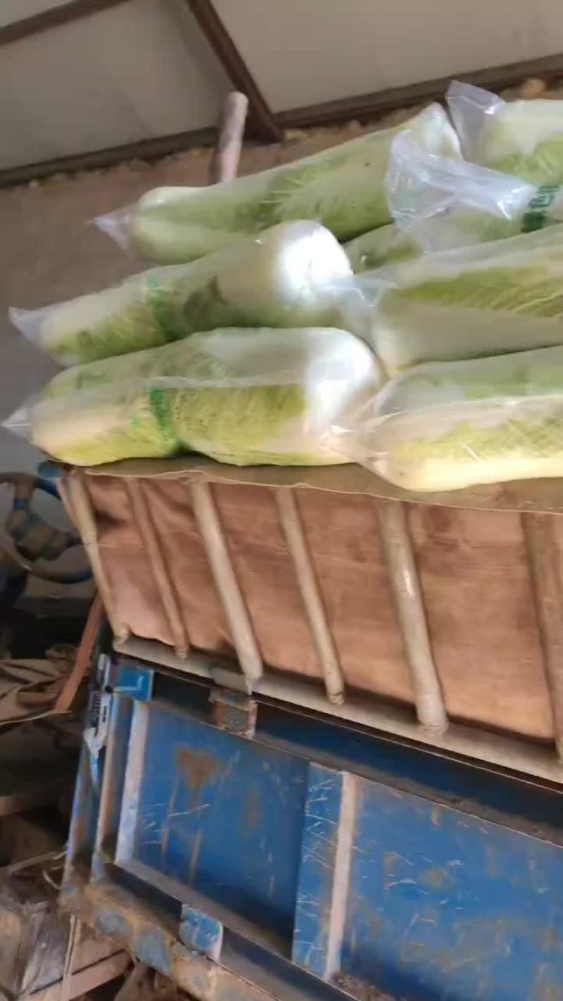 河北省昌黎县北京三号大白菜大量供应需要的老板随时联系