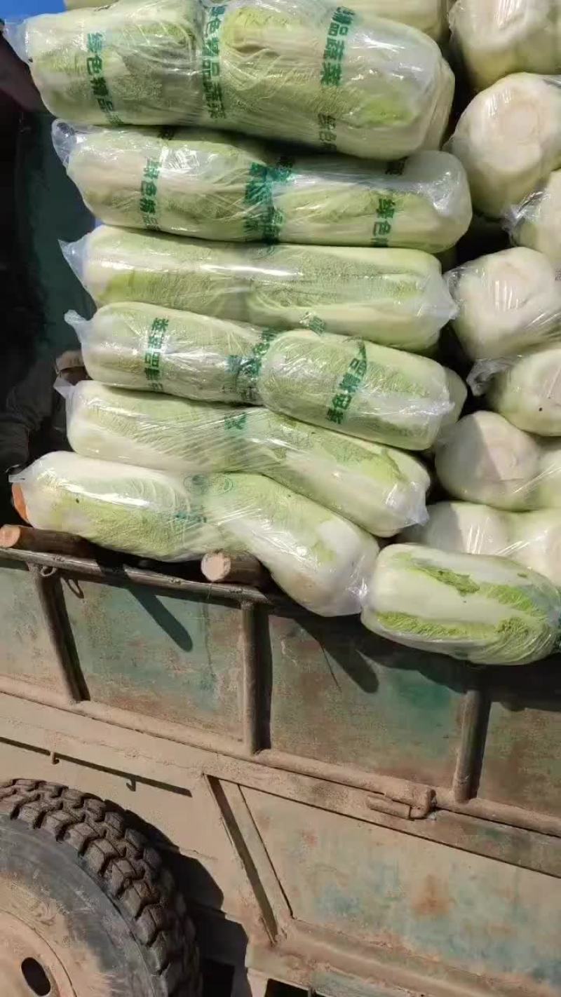 河北省昌黎县北京三号大白菜大量供应需要的老板随时联系