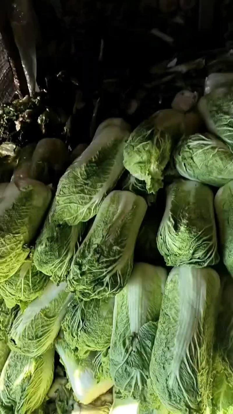 河北省昌黎县北京三号大白菜大量供应需要的老板随时联系