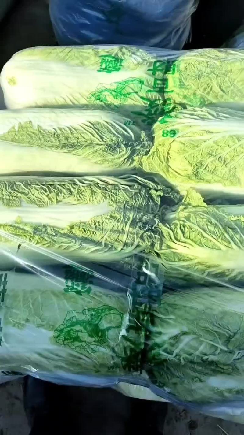 河北省昌黎县北京三号大白菜大量供应需要的老板随时联系