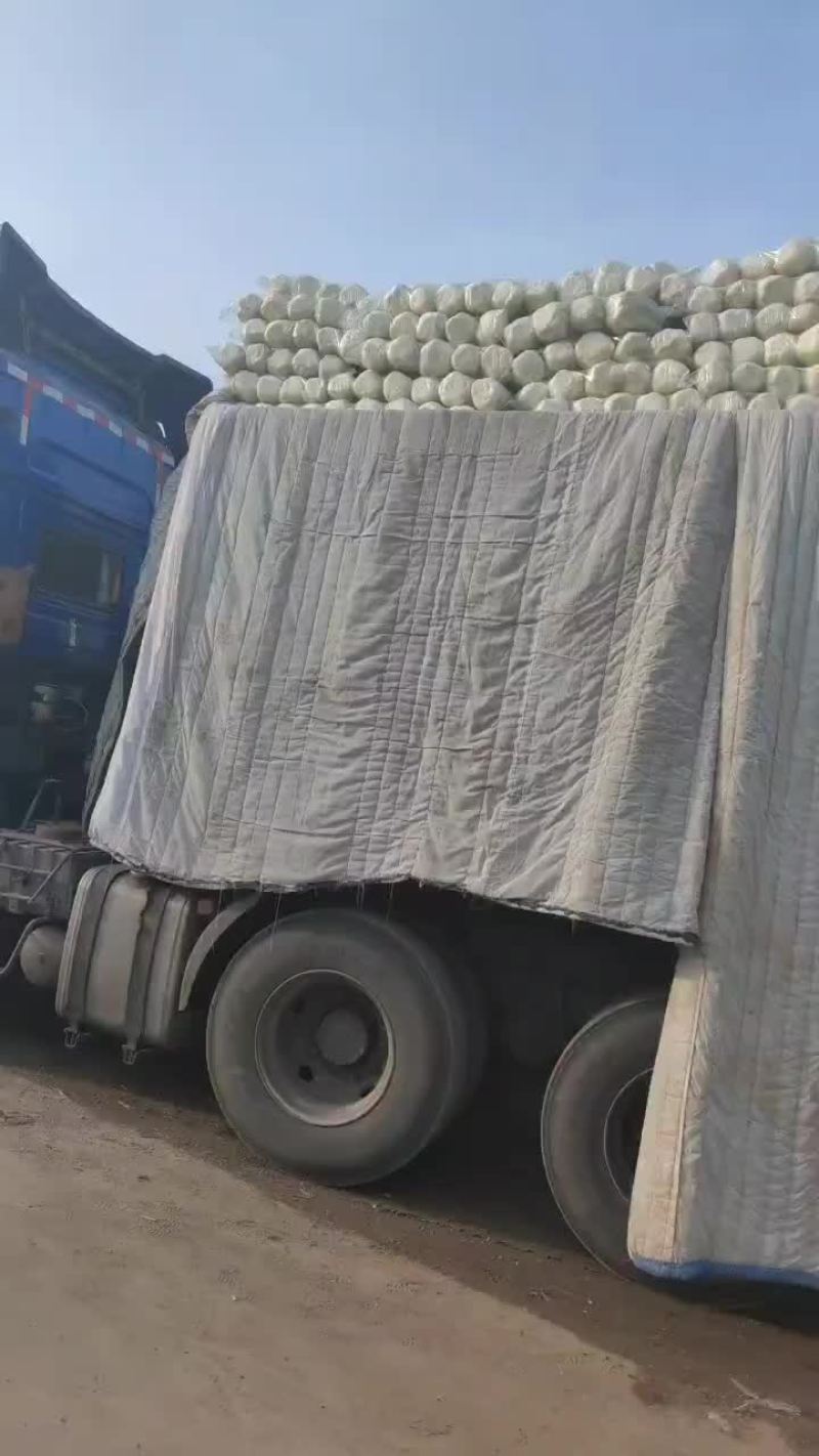 河北省昌黎县北京三号大白菜大量供应需要的老板随时联系