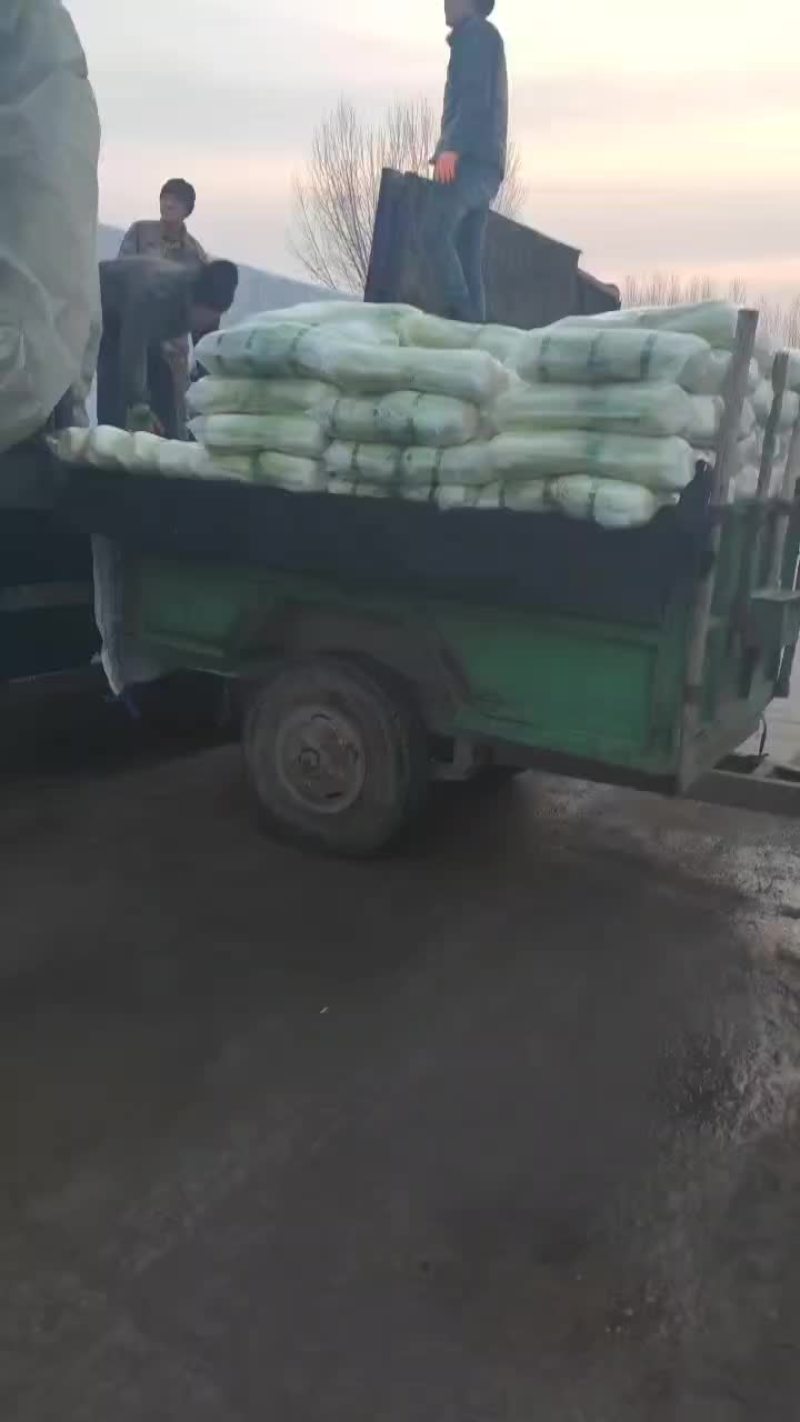 河北省昌黎县北京三号大白菜大量供应需要的老板随时联系