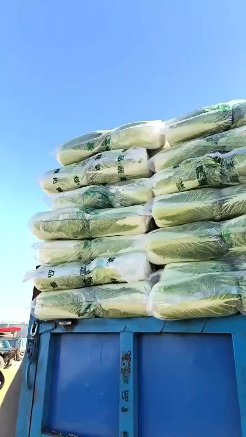 河北省昌黎县北京三号大白菜大量供应需要的老板随时联系