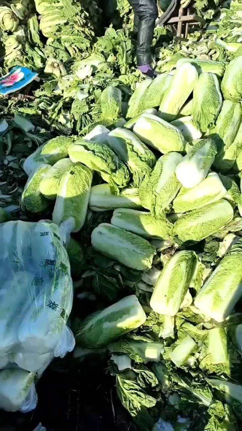 河北省昌黎县北京三号大白菜大量供应需要的老板随时联系