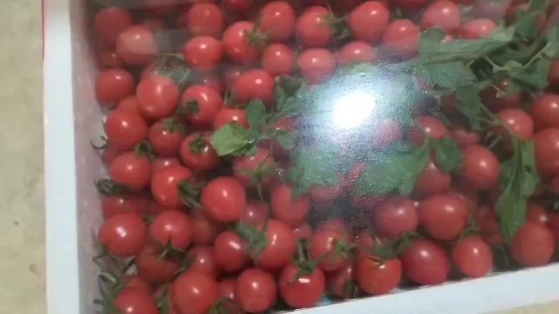 优质圣女果，需要的联系我，基地发货，价格实惠。全国发货。