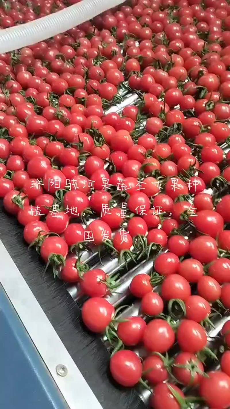 优质圣女果，需要的联系我，基地发货，价格实惠。全国发货。