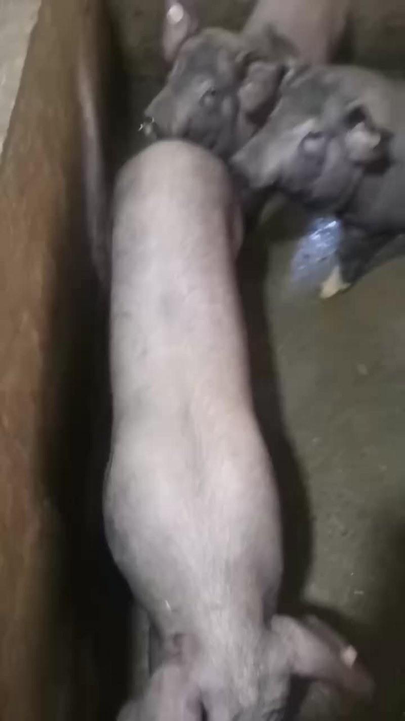 有哪个老板看上小猪长期有货什么品种都有
