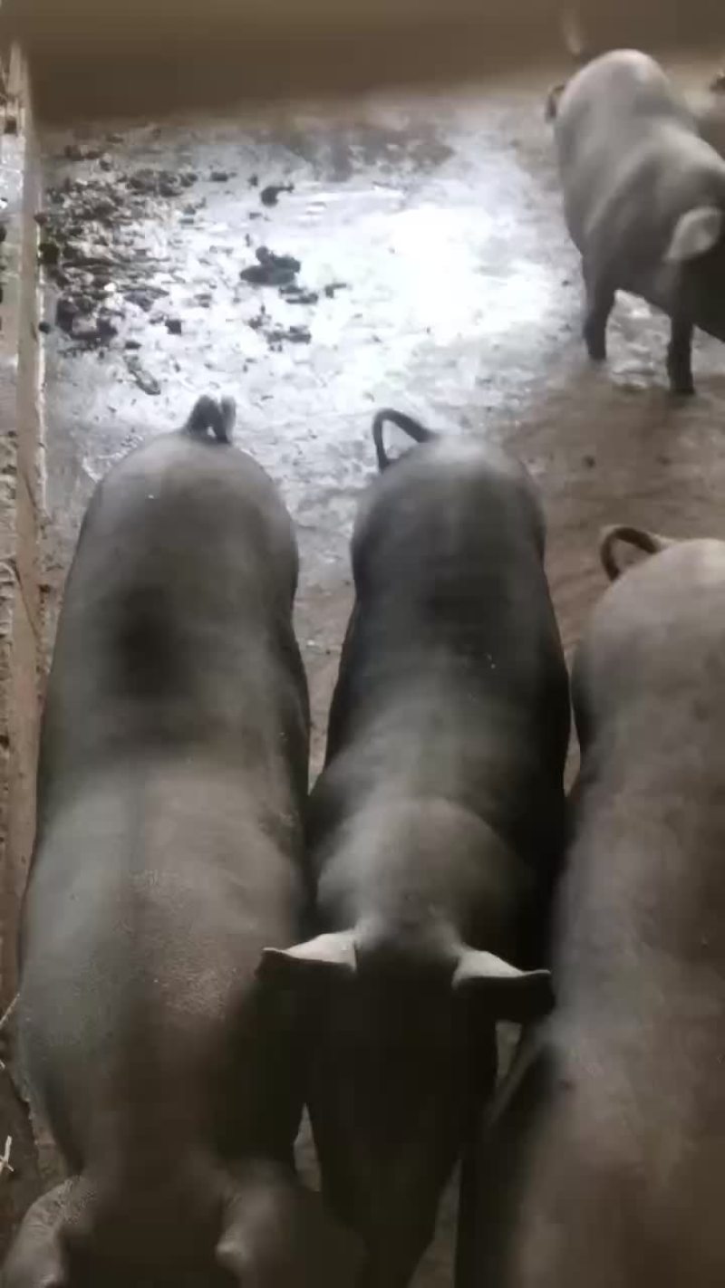有哪个老板看上小猪长期有货什么品种都有