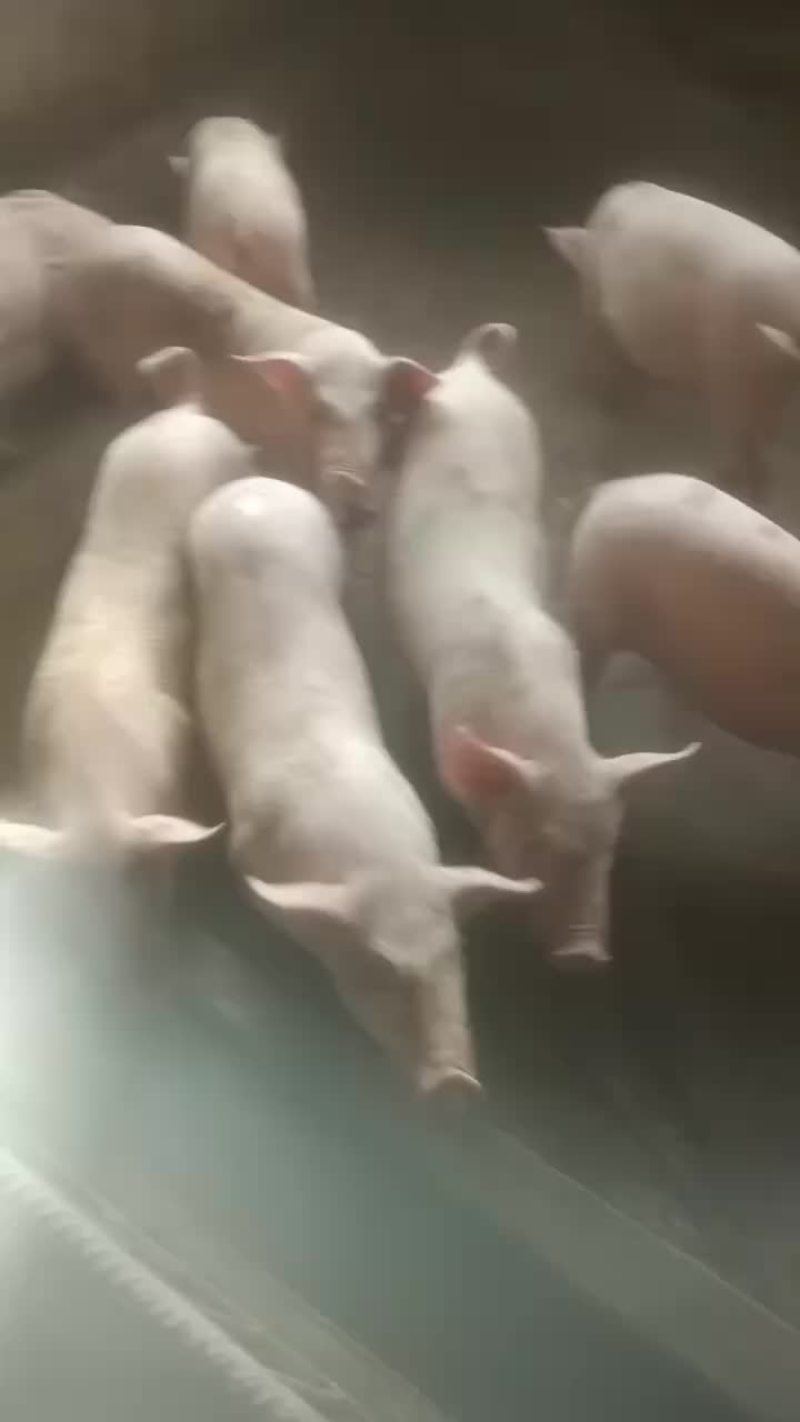 有哪个老板看上小猪长期有货什么品种都有