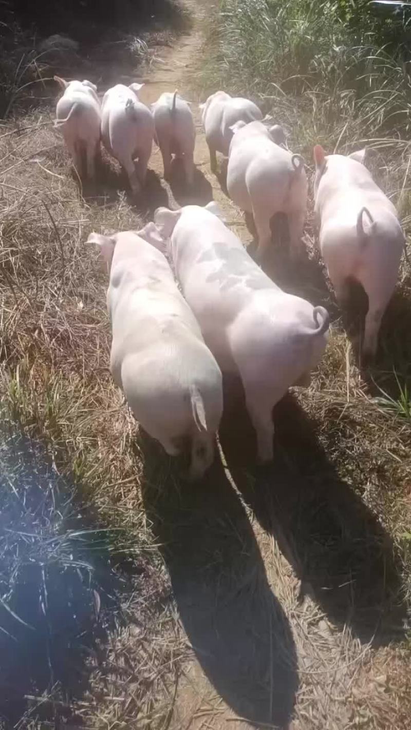 有哪个老板看上小猪长期有货什么品种都有