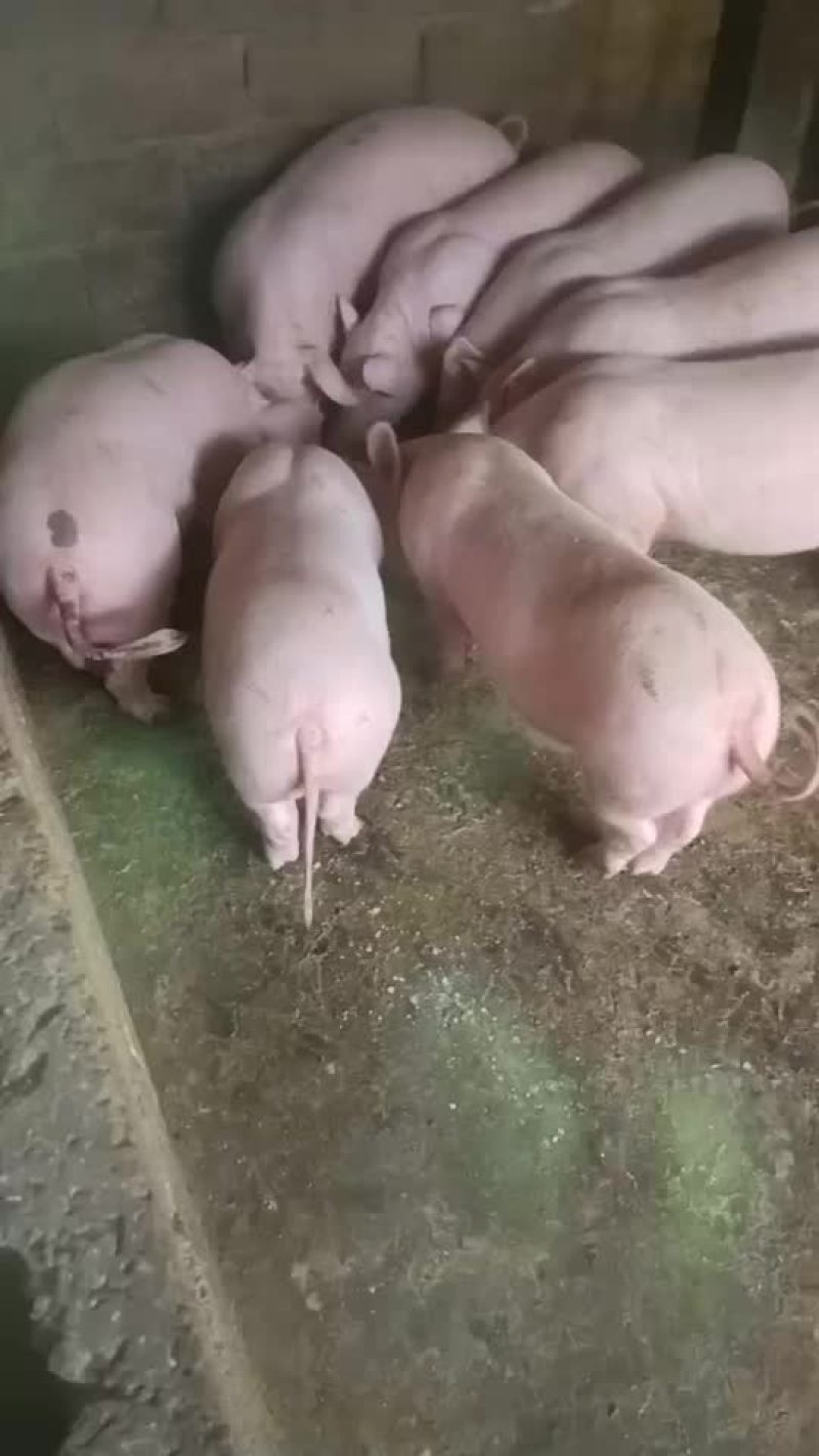 有哪个老板看上小猪长期有货什么品种都有
