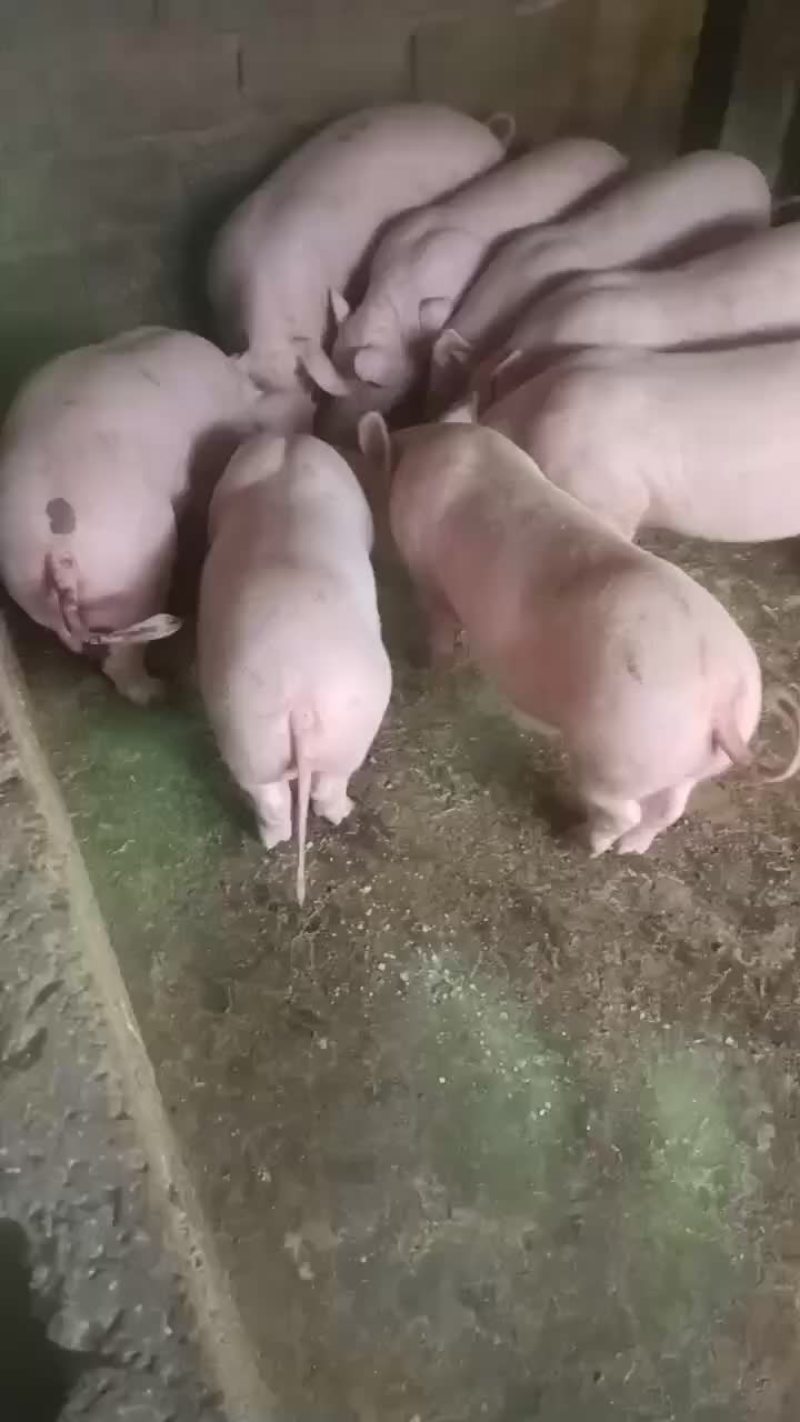 有哪个老板看上小猪长期有货什么品种都有