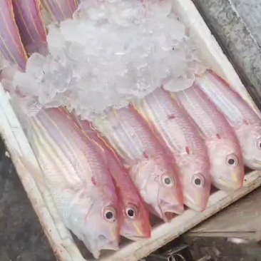 金丝鱼