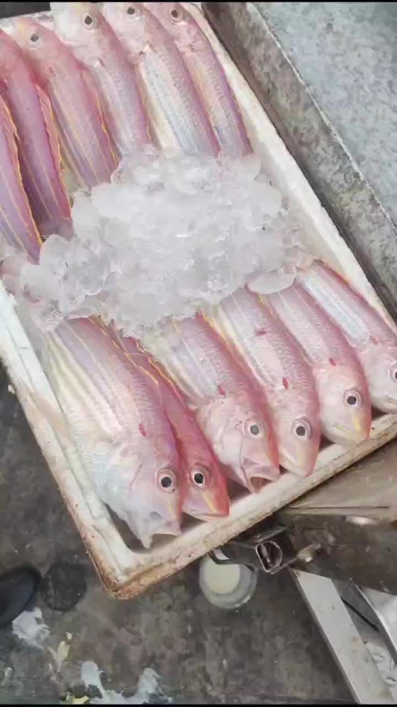 金丝鱼