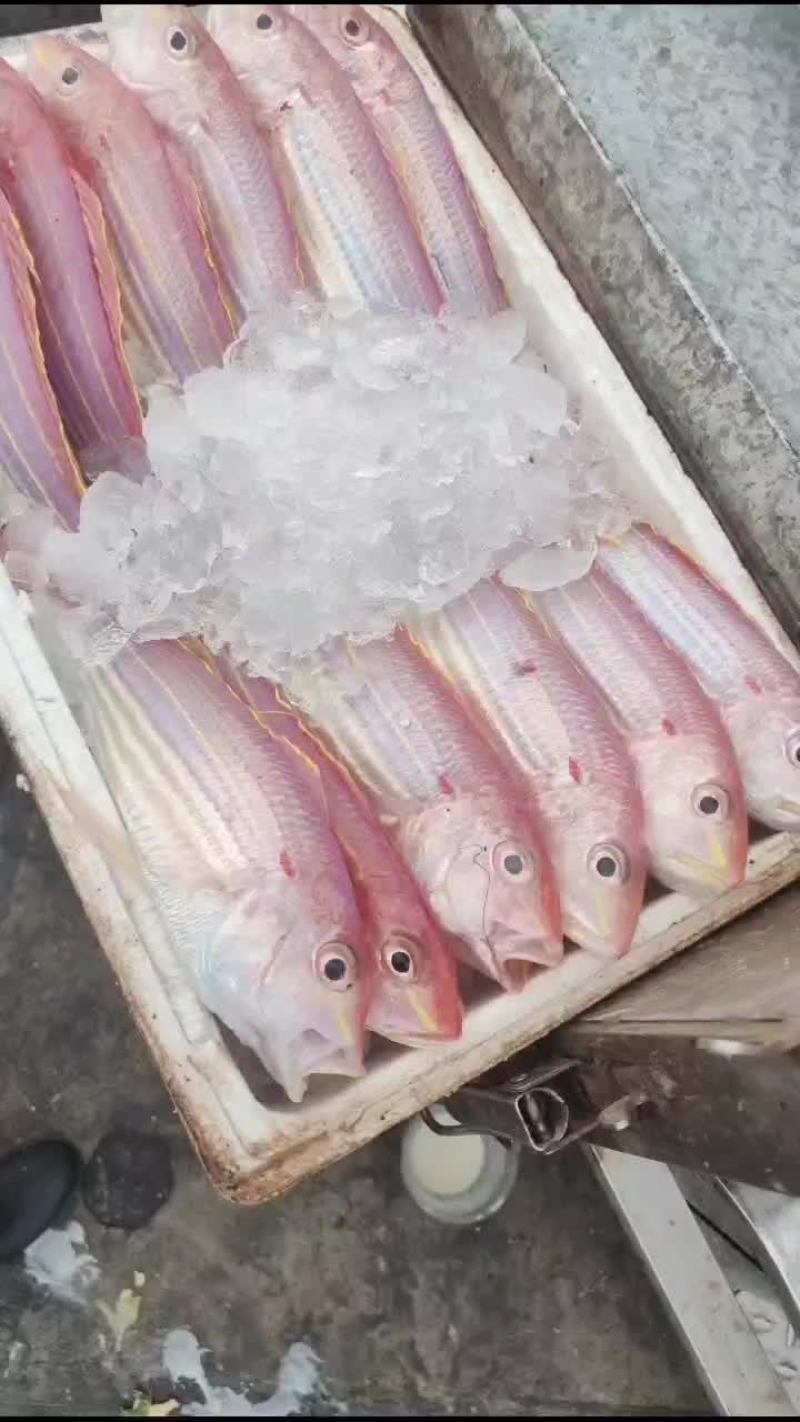 金丝鱼