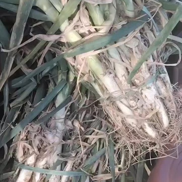 铁杆大葱