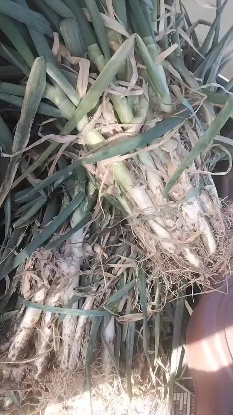 铁杆大葱