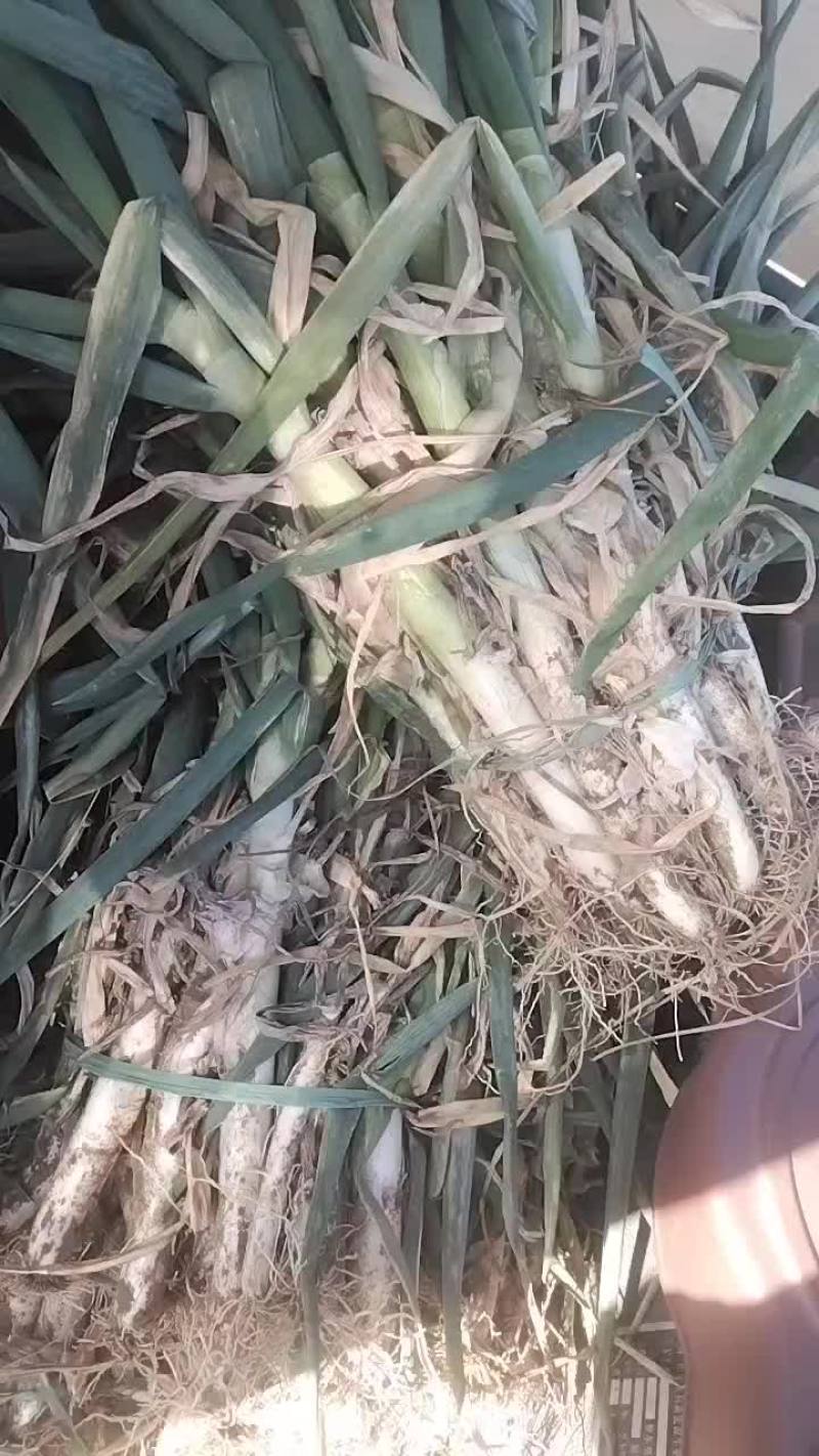 铁杆大葱