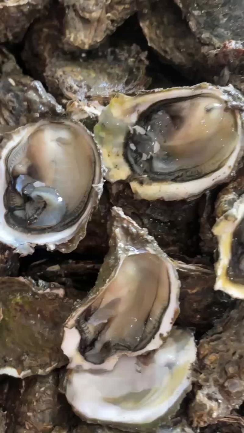 肥款潮汕生蚝