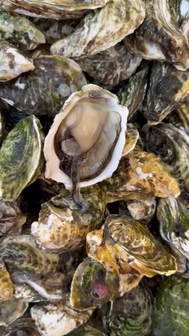 肥款潮汕生蚝