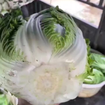 大白菜精品大量有货价格不贵