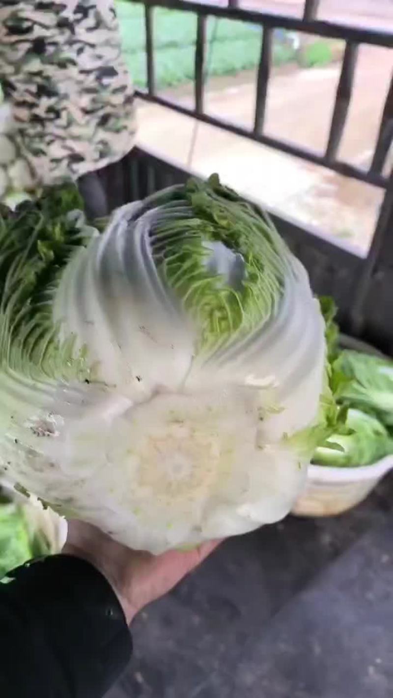 大白菜精品大量有货价格不贵