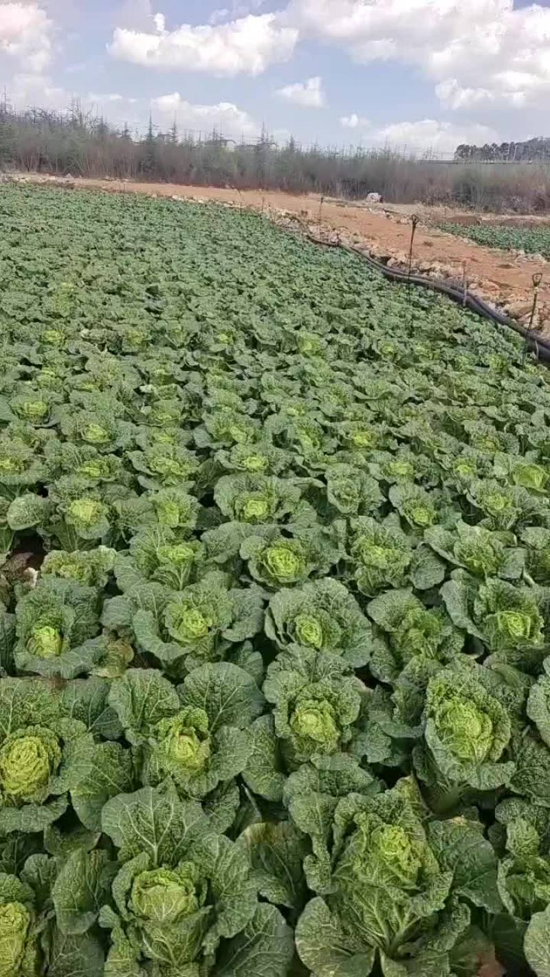大白菜精品大量有货价格不贵