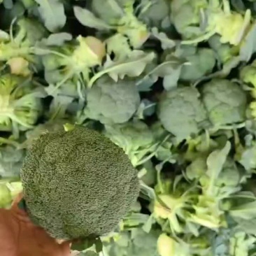 西蓝花大量一会需要联系价格不贵