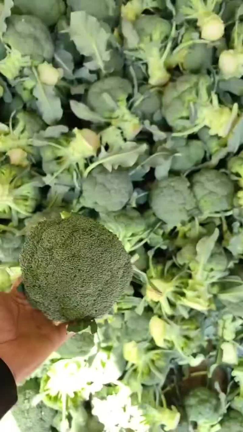 西蓝花大量一会需要联系价格不贵