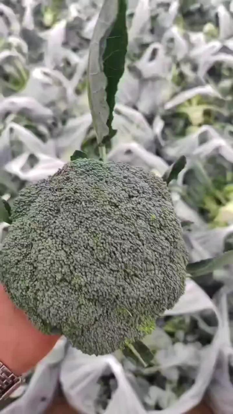 西蓝花大量一会需要联系价格不贵