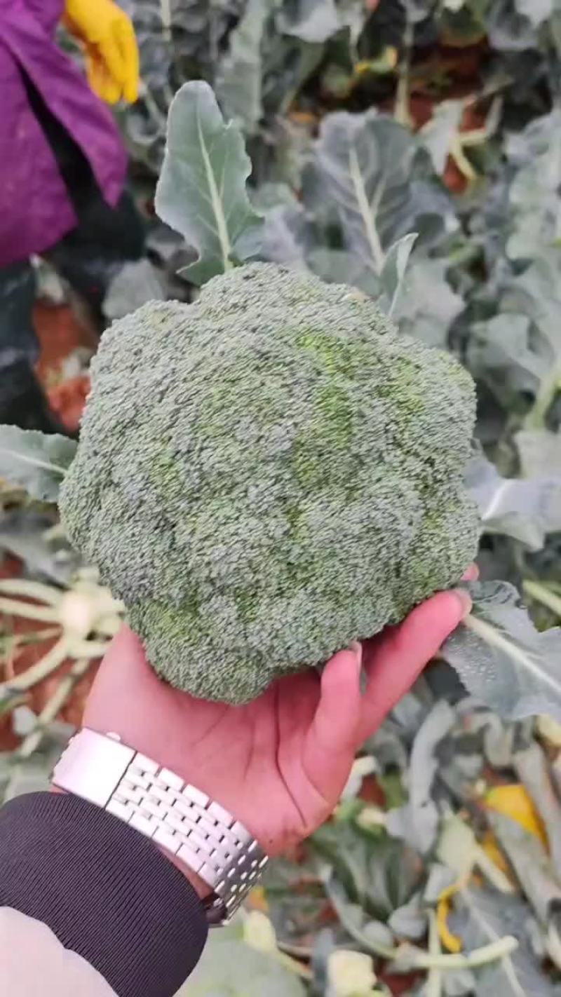 西蓝花大量一会需要联系价格不贵