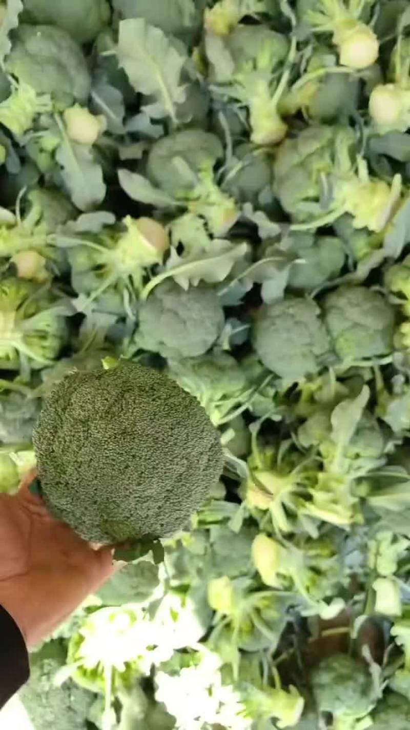 西蓝花大量一会需要联系价格不贵