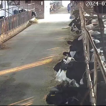 优质黑白花奶牛出售父母年龄大啦不打算继续经价格面议