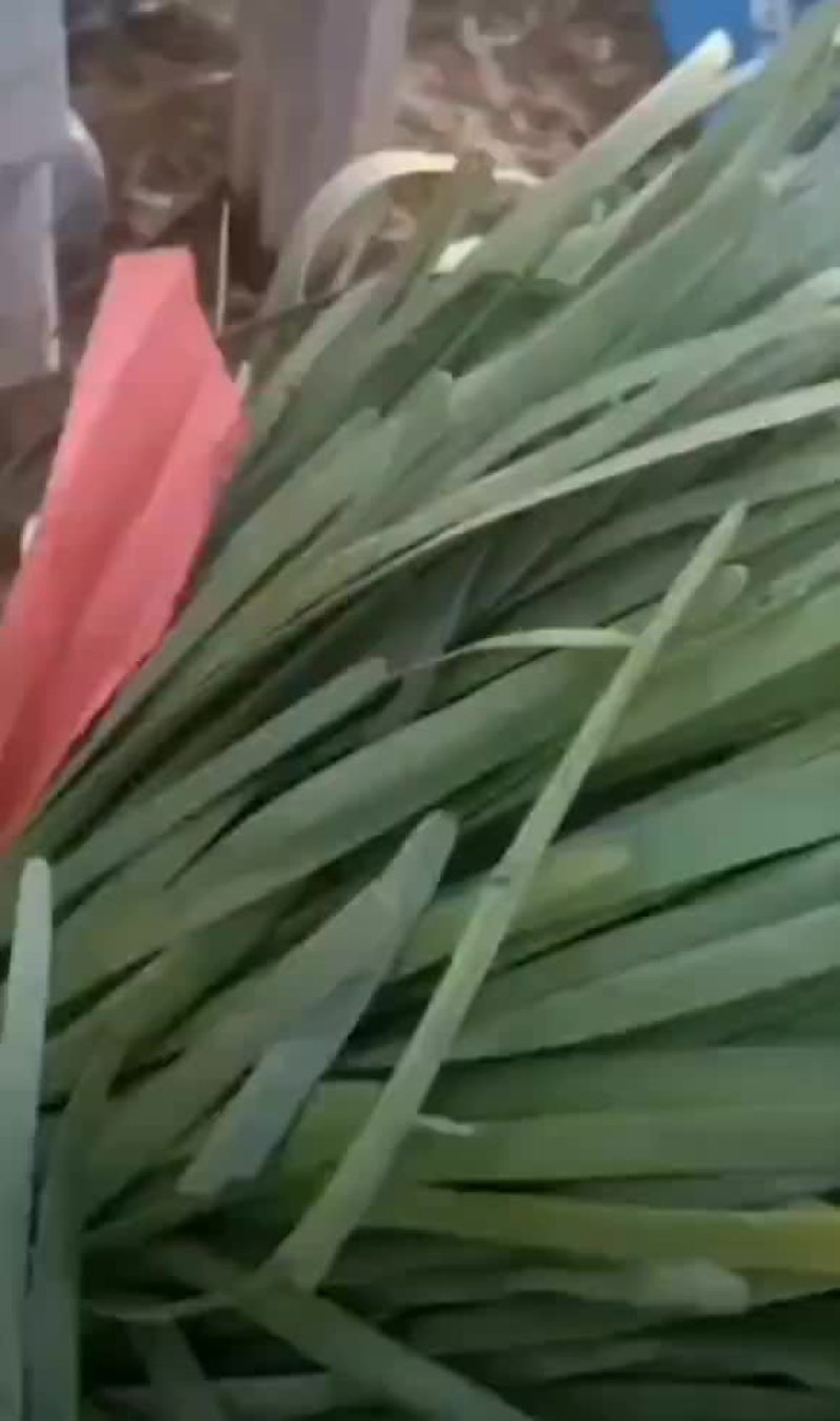聊城莘县韭菜现已大量上市，货源充足，欢迎洽谈。