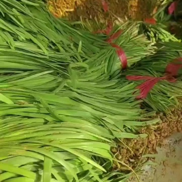 聊城莘县韭菜现已大量上市，货源充足，欢迎洽谈。