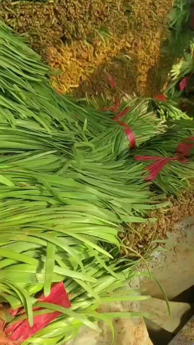 聊城莘县韭菜现已大量上市，货源充足，欢迎洽谈。