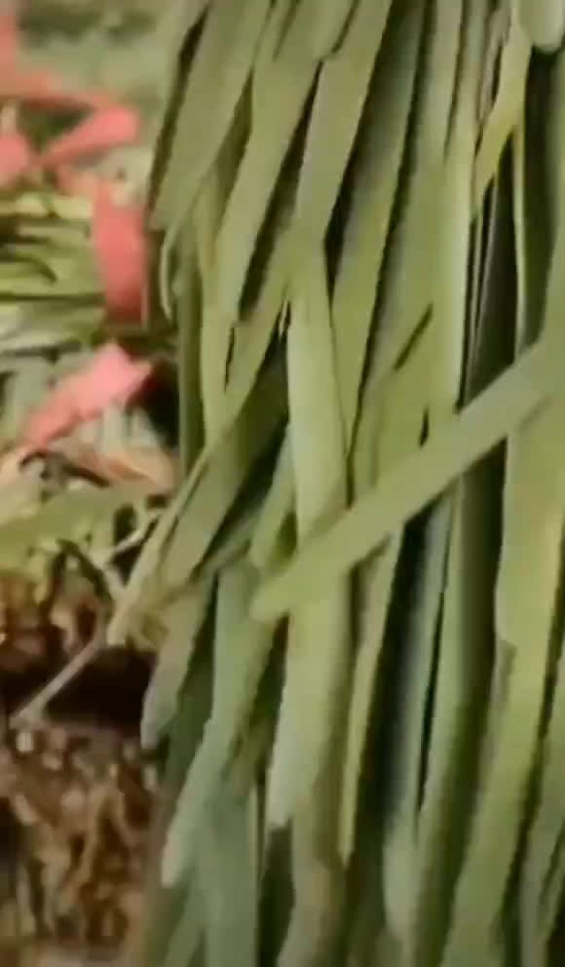 聊城莘县韭菜现已大量上市，货源充足，欢迎洽谈。