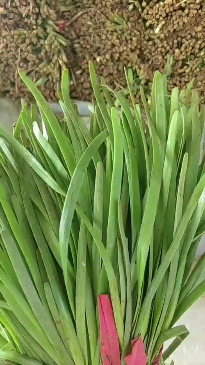 聊城莘县韭菜现已大量上市，货源充足，欢迎洽谈。