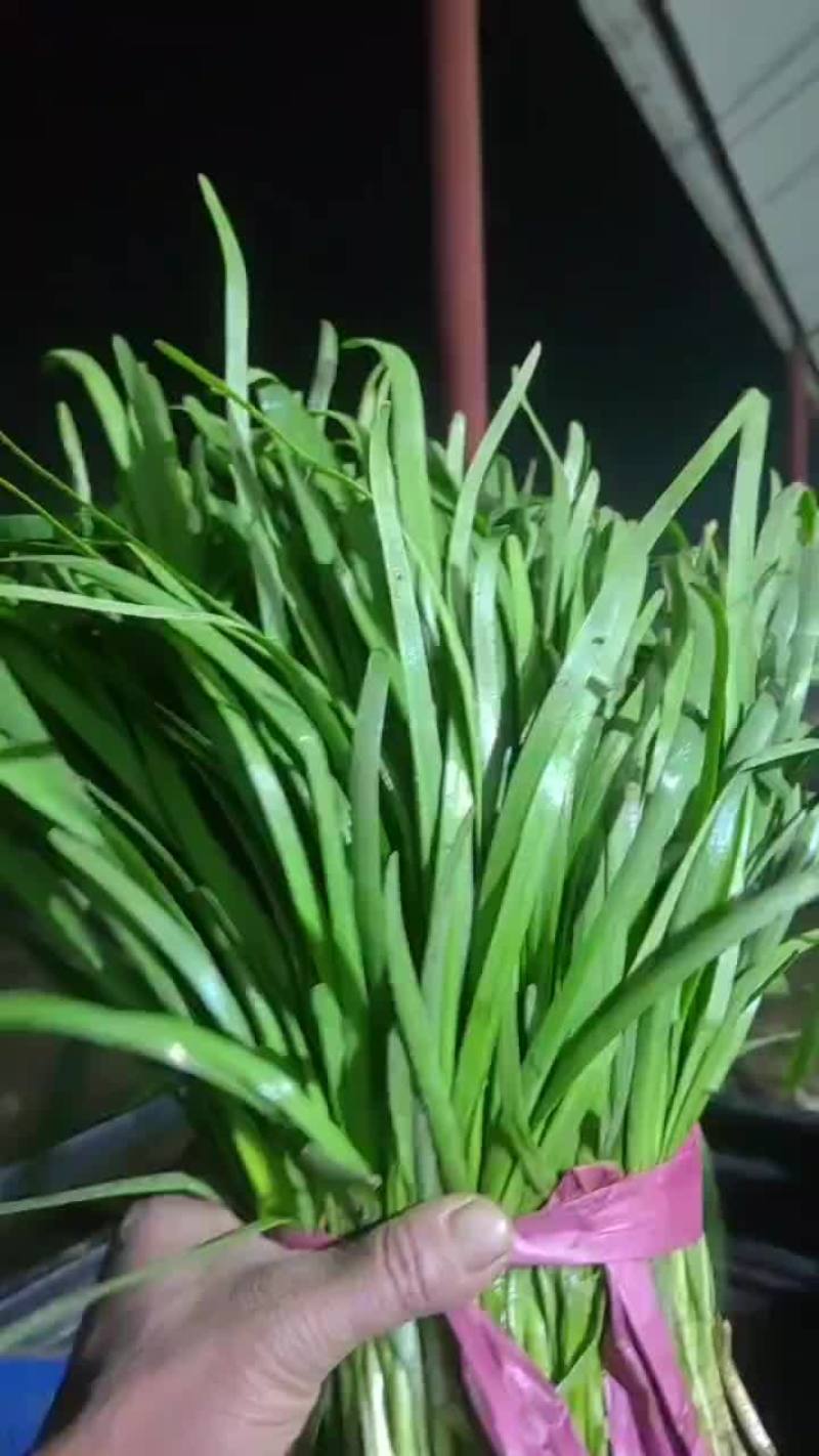 聊城莘县韭菜现已大量上市，货源充足，欢迎洽谈。