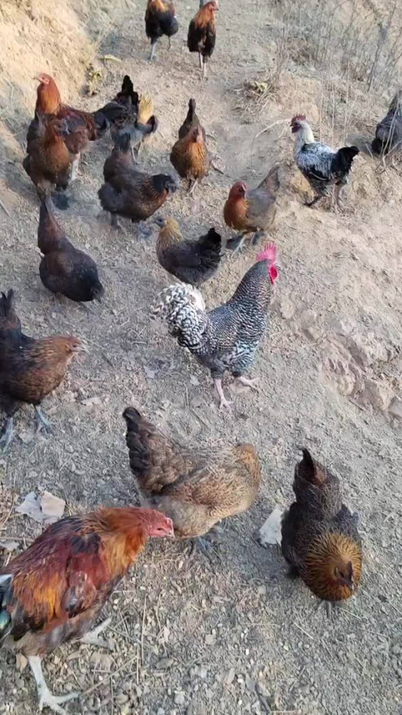 云南土公鸡