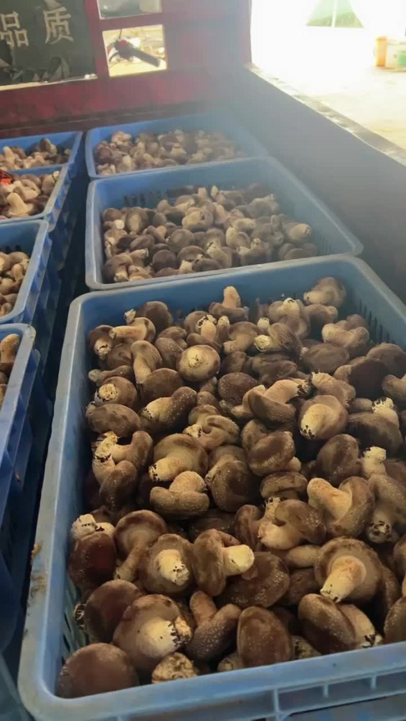 贺州冬菇
