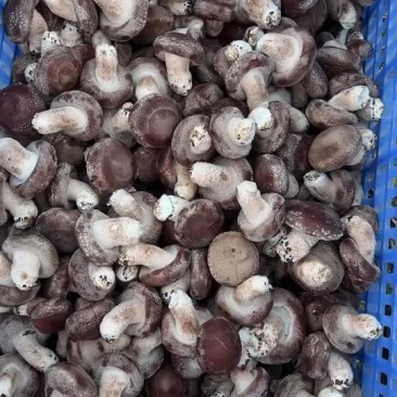 贺州冬菇