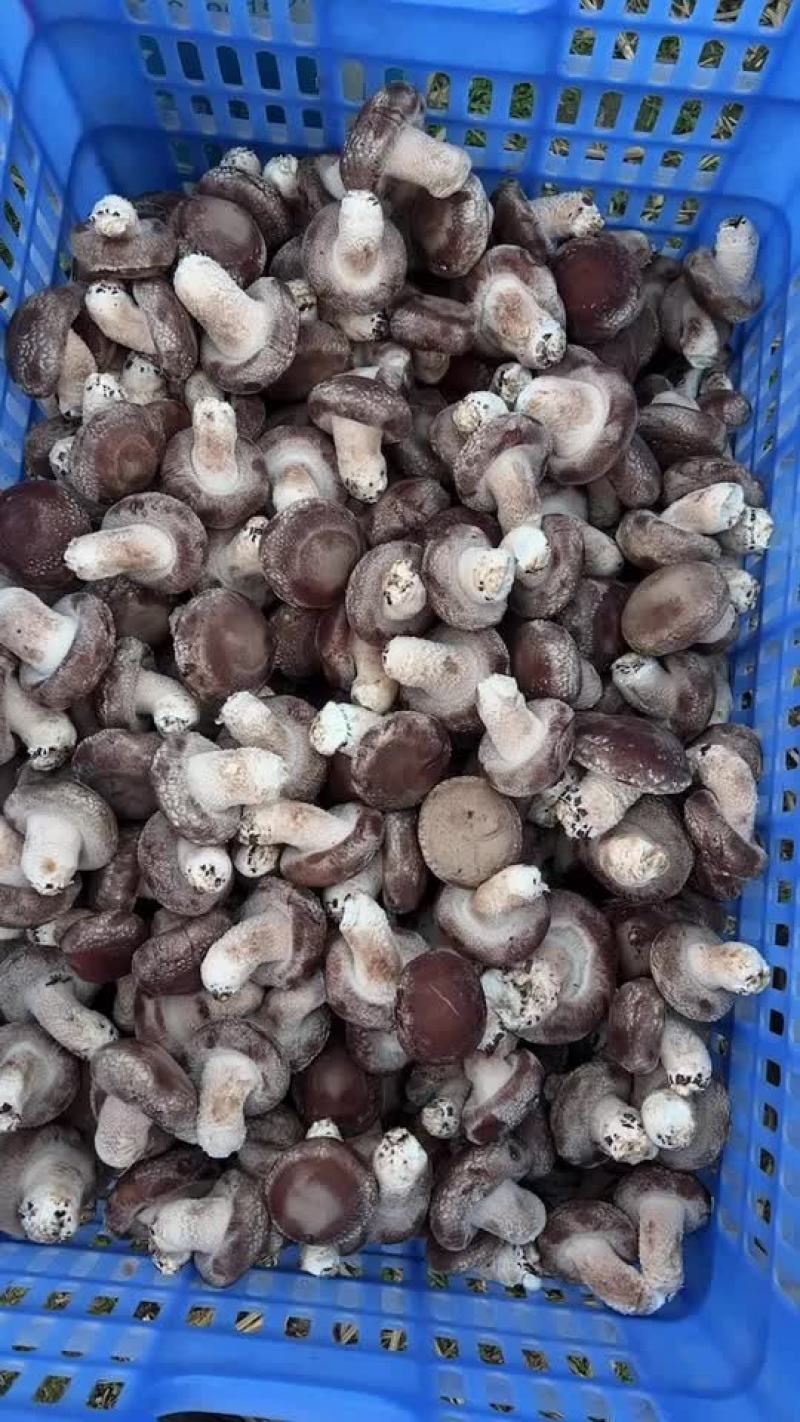 贺州冬菇