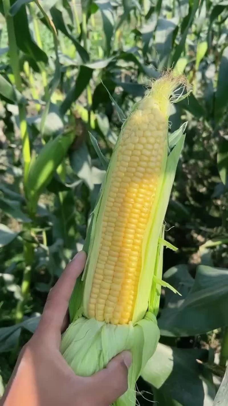 太阳花玉米