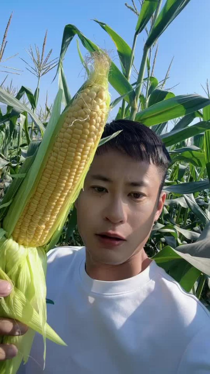 太阳花玉米